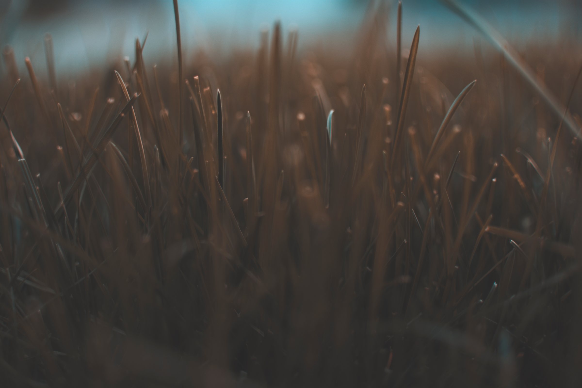Undergrowth