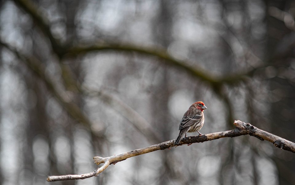 Perch, a wildlife photograph by Luka Miljanov