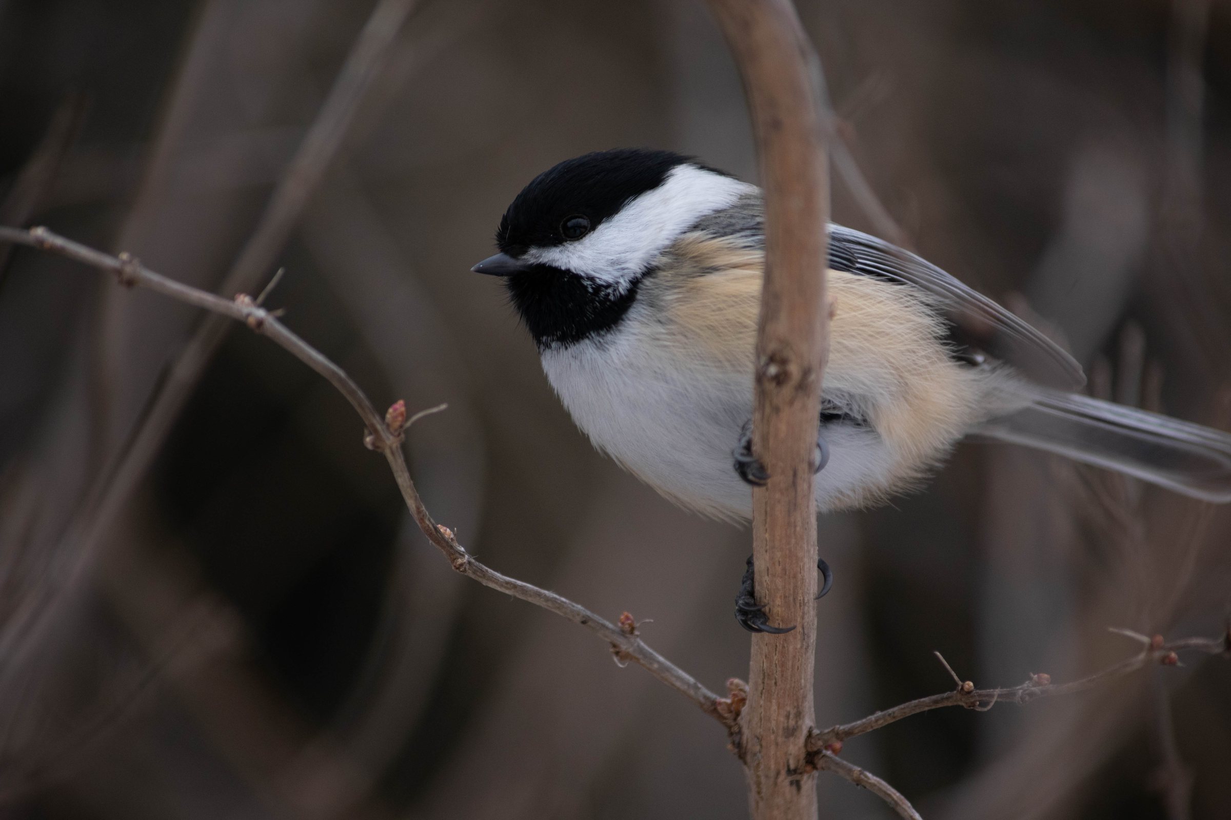 Chickadee