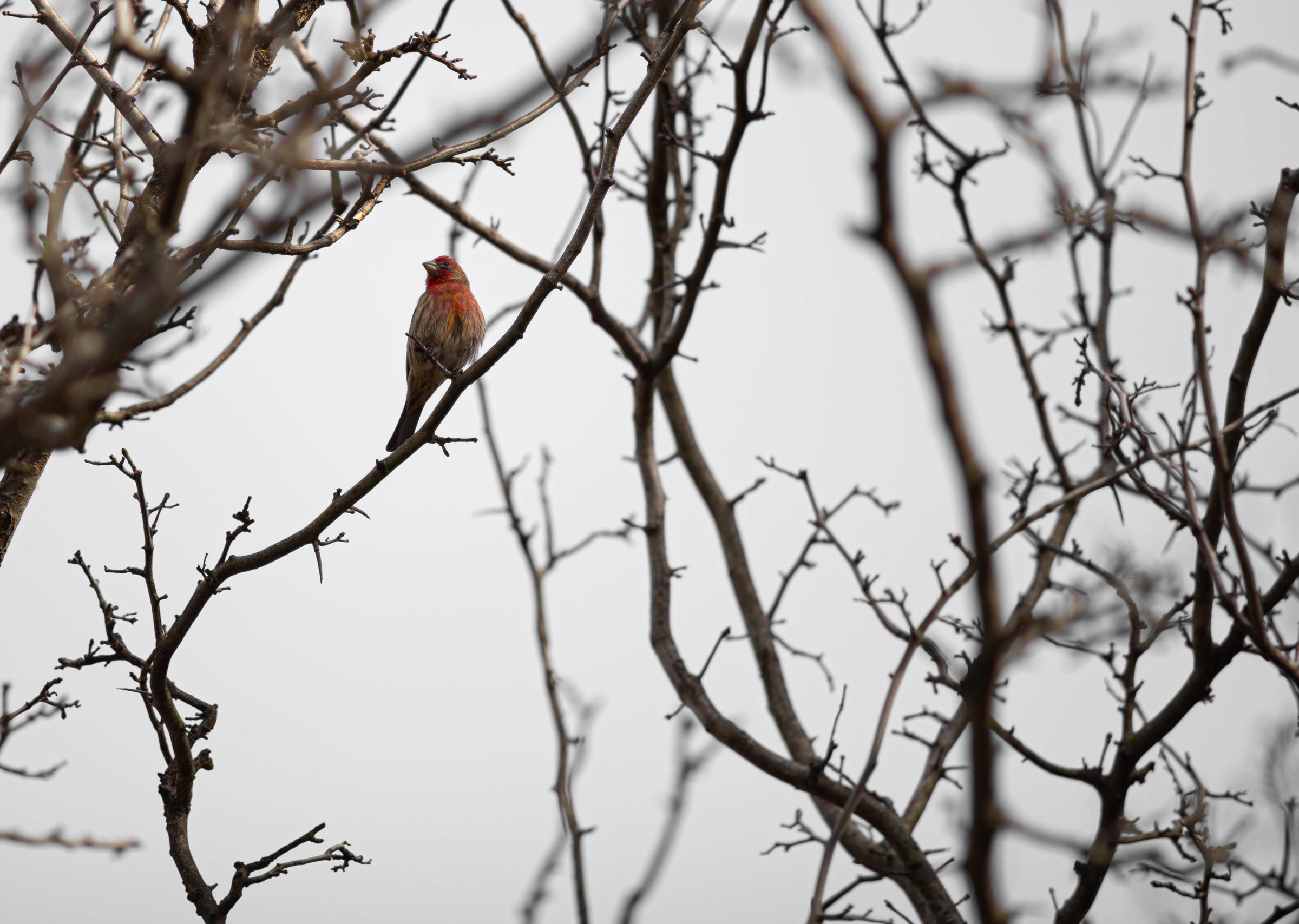 Finch in Thorns