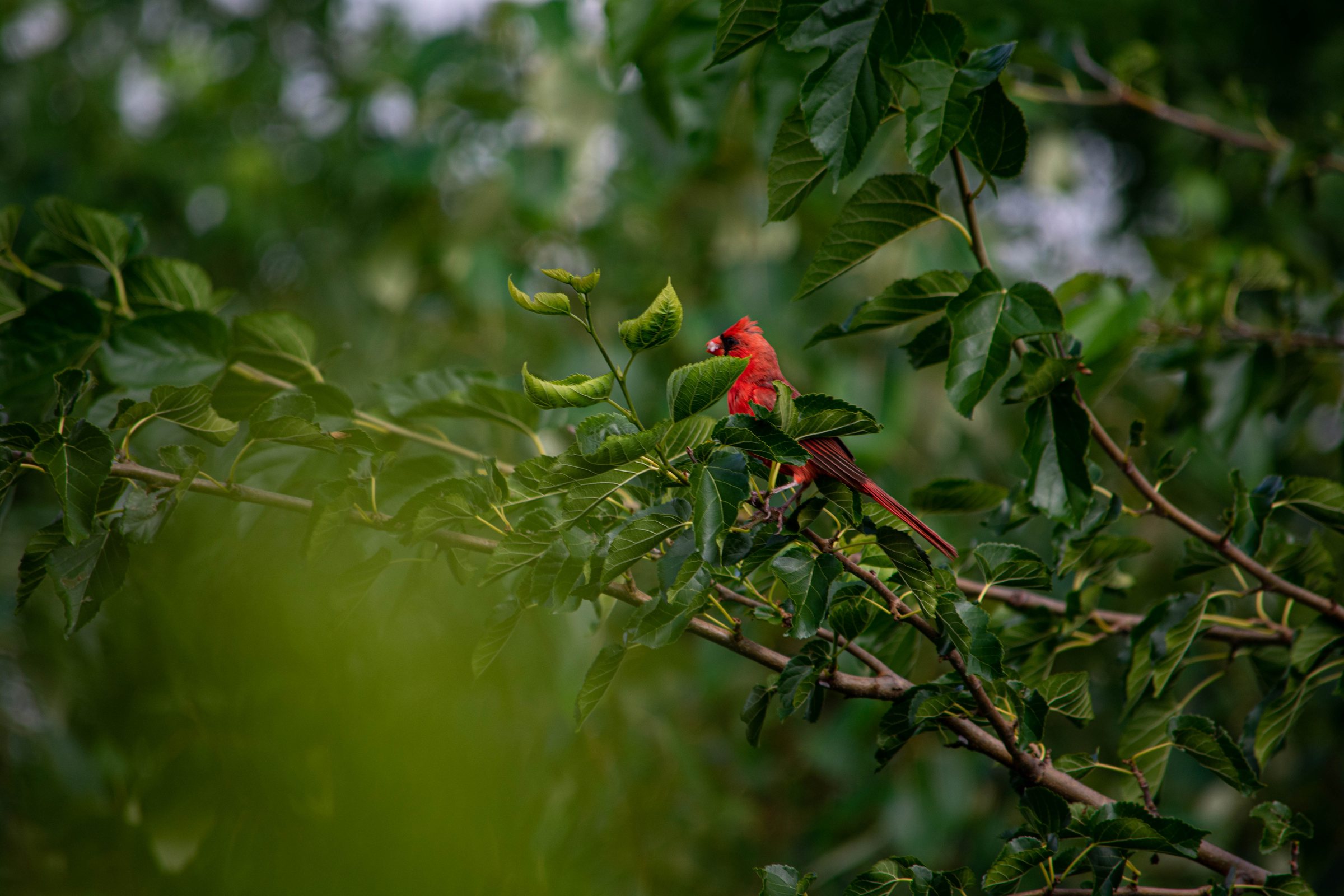 Cardinal