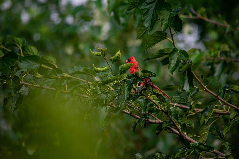 Cardinal, a wildlife photograph by Luka Miljanov