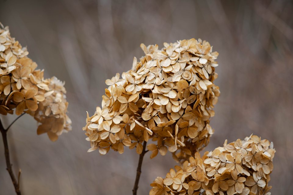 Hydrangea, a still life photograph by Luka Miljanov