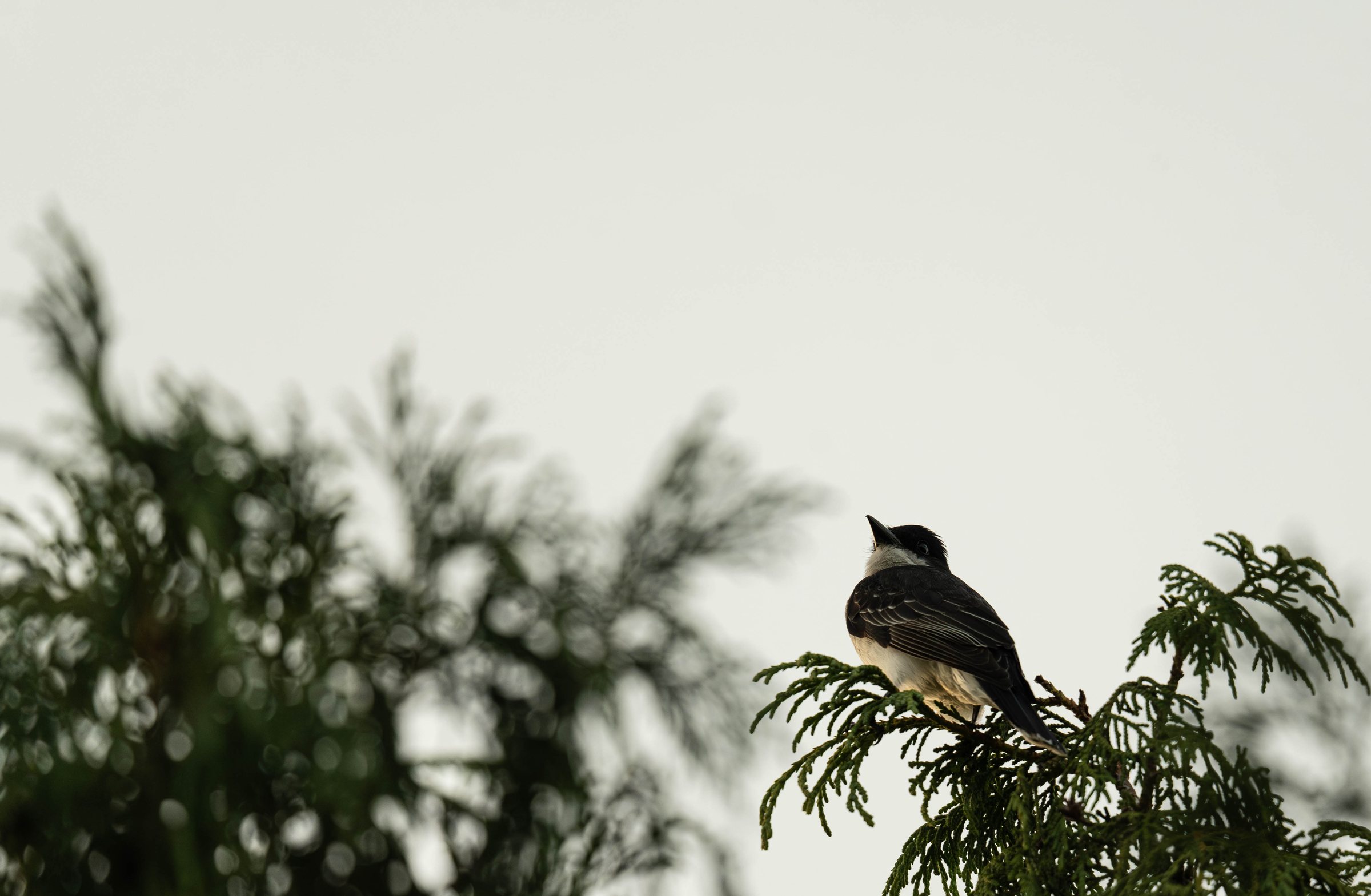 Kingbird