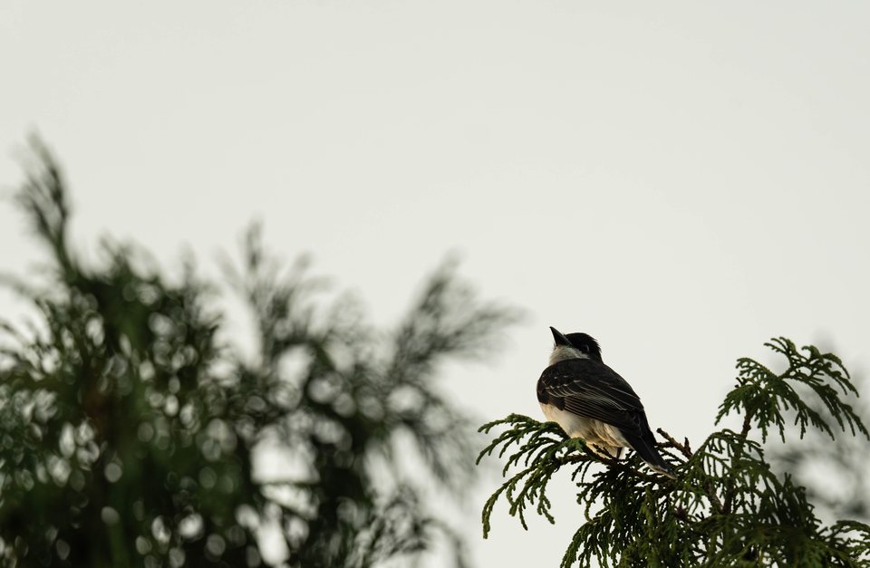 Kingbird, a wildlife photograph by Luka Miljanov