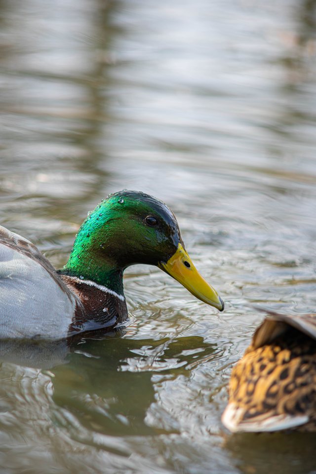 Pair, a wildlife photograph by Luka Miljanov