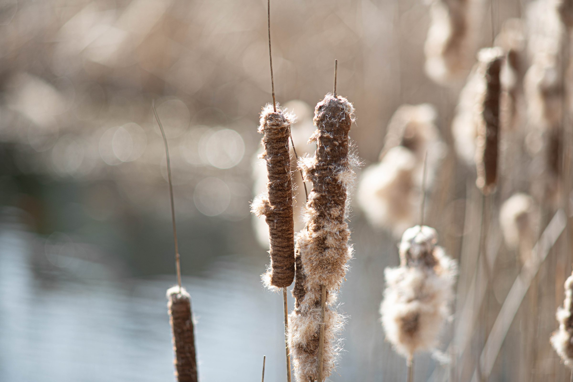 Cattails