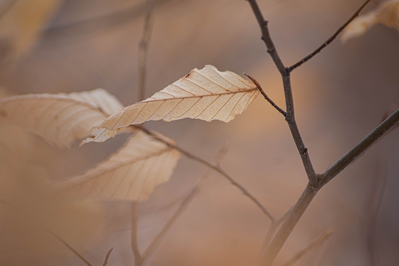 Beech