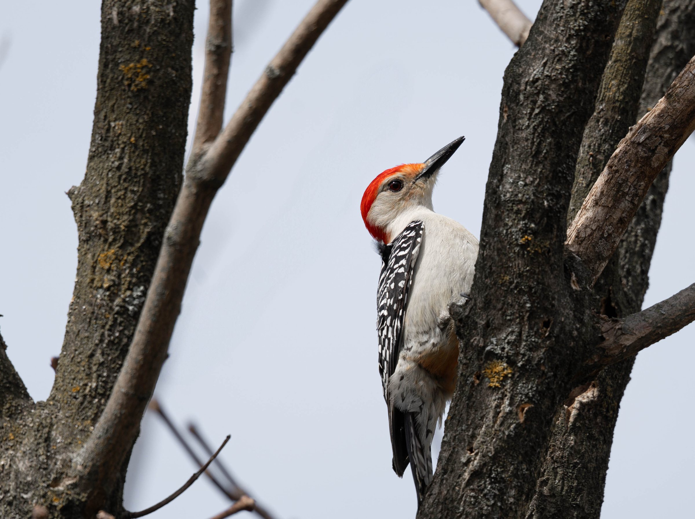 Red-bellied