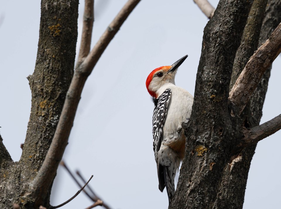 Red-bellied, a wildlife photograph by Luka Miljanov