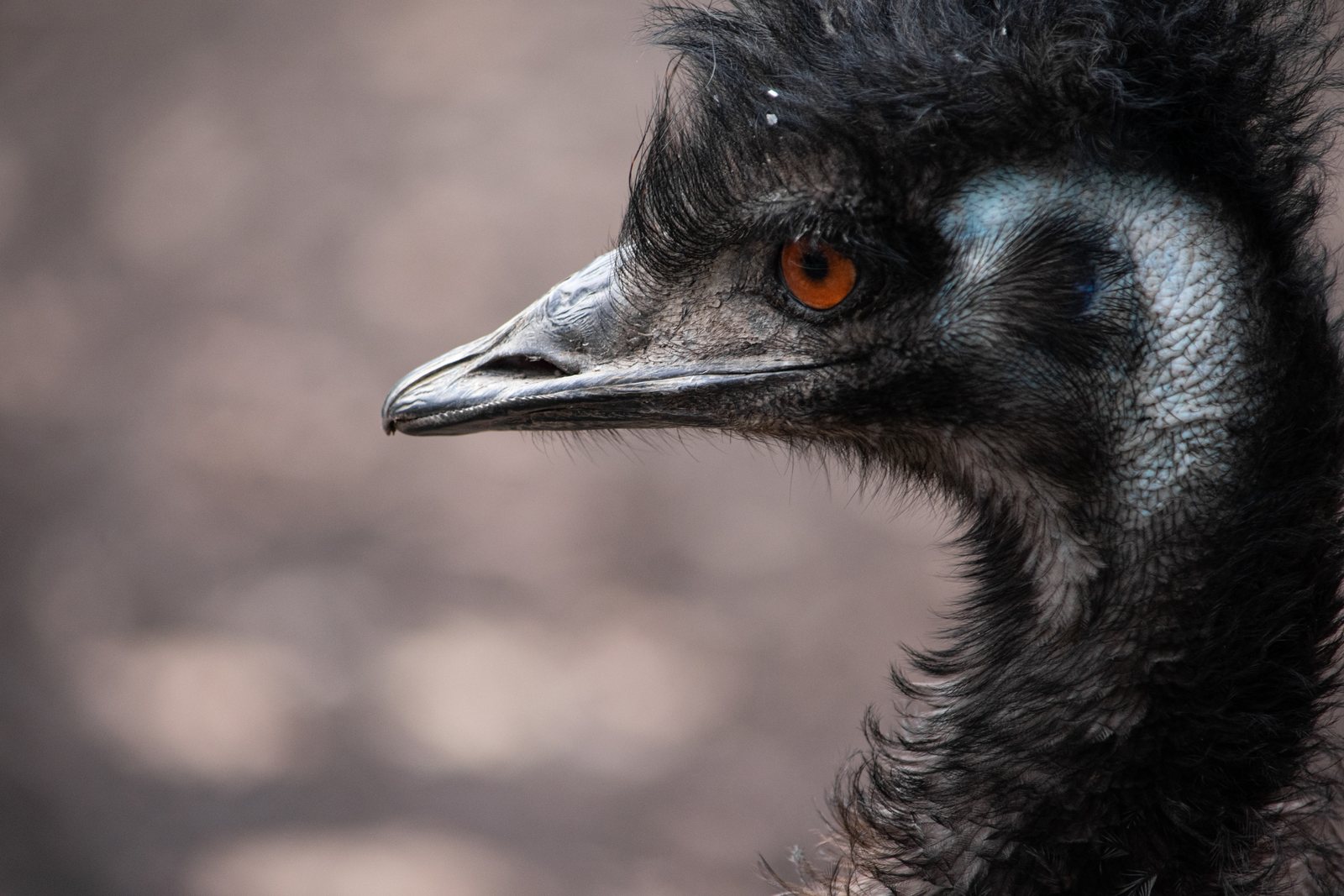 Emu