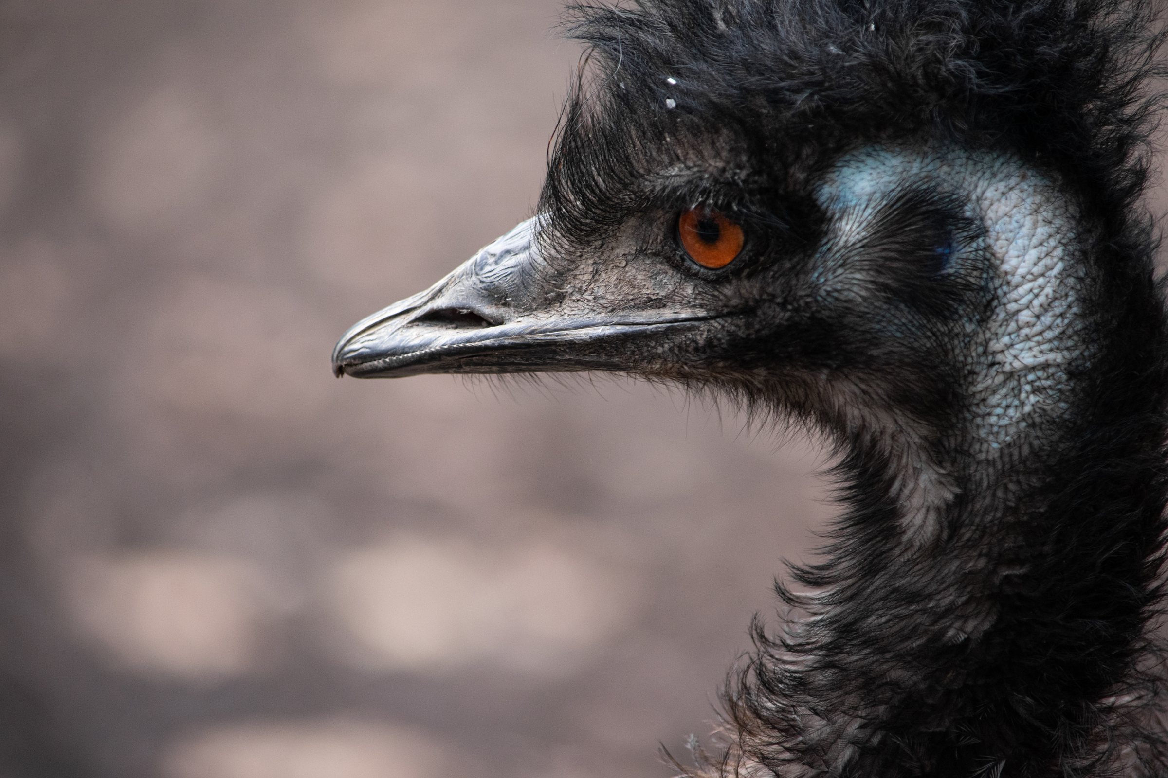 Emu