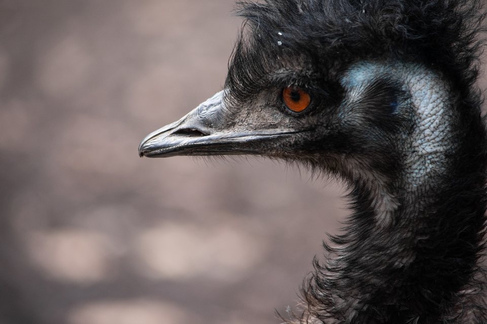 Emu, a wildlife photograph by Luka Miljanov
