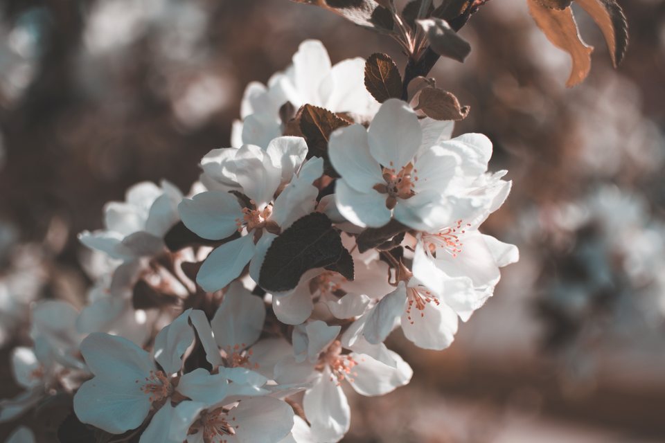 Blossom, a still life photograph by Luka Miljanov