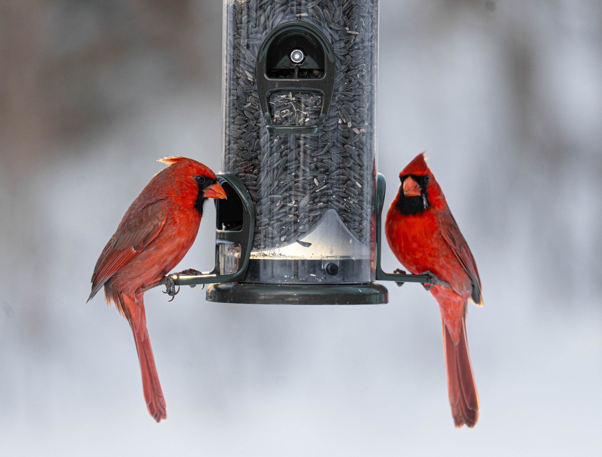Two Cardinals
