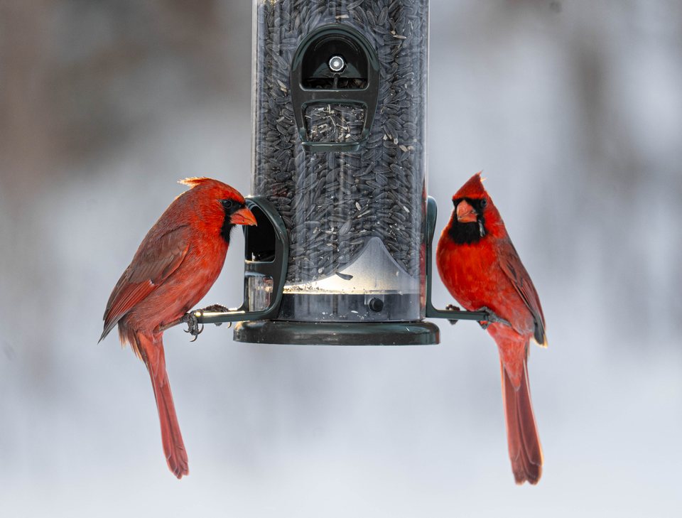 Two Cardinals, a wildlife photograph by Luka Miljanov