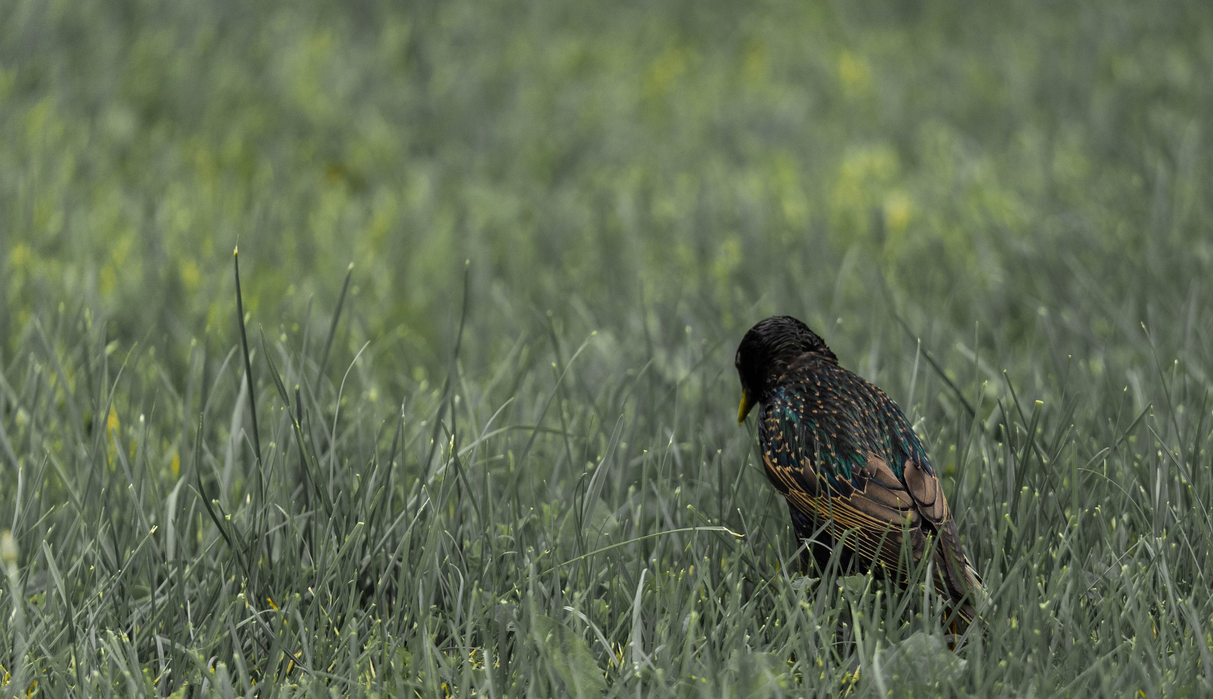 Starling
