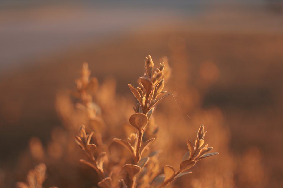 Sunset, a still life photograph by Luka Miljanov