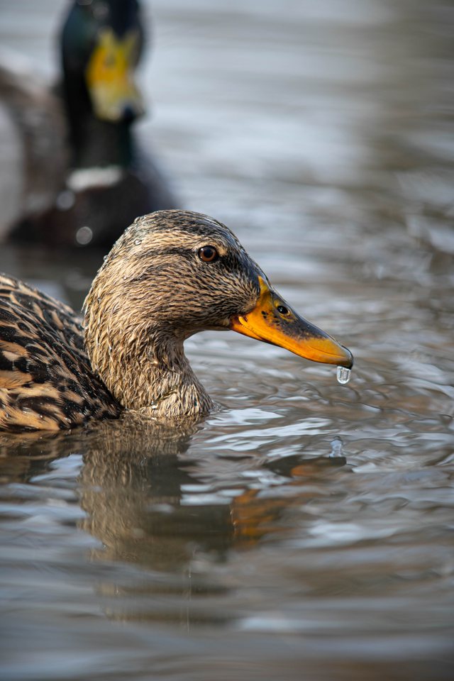 Droplet, a wildlife photograph by Luka Miljanov
