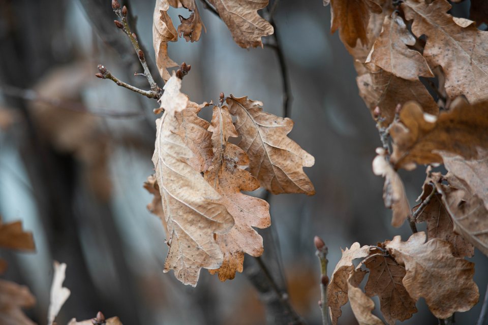 Oak, a still life photograph by Luka Miljanov