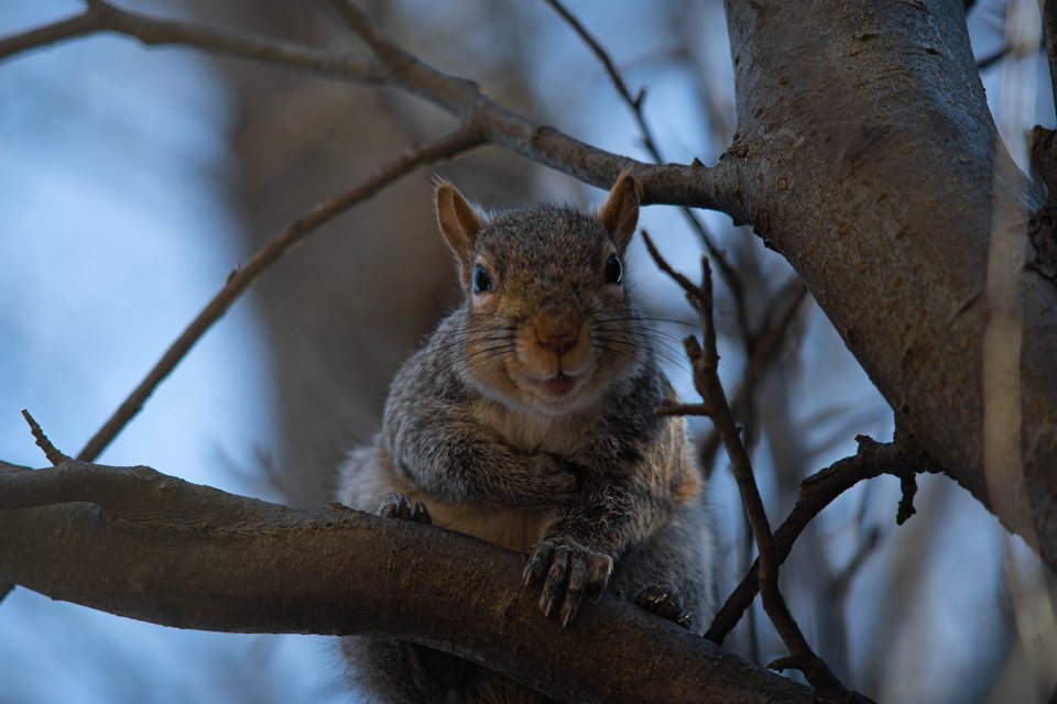 Caught Looking, a wildlife photograph by Luka Miljanov