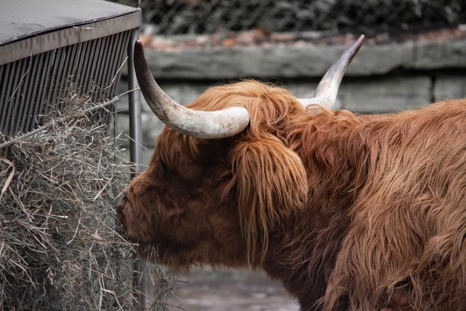 Highland, a wildlife photograph by Luka Miljanov