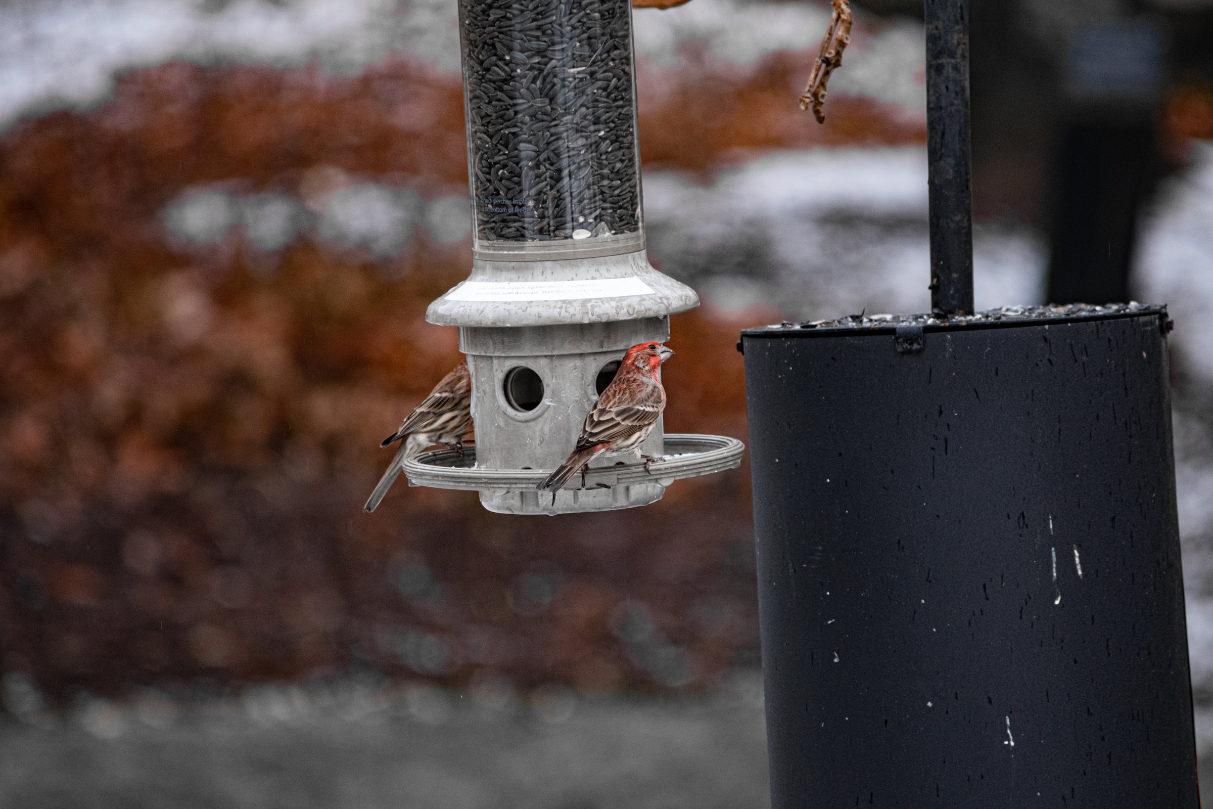 Two Finches