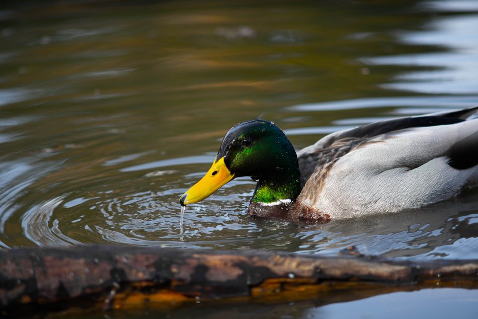 Drip, a wildlife photograph by Luka Miljanov
