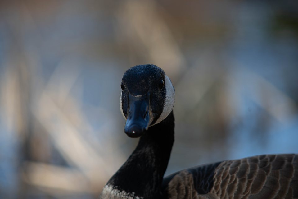 Head-On, a wildlife photograph by Luka Miljanov