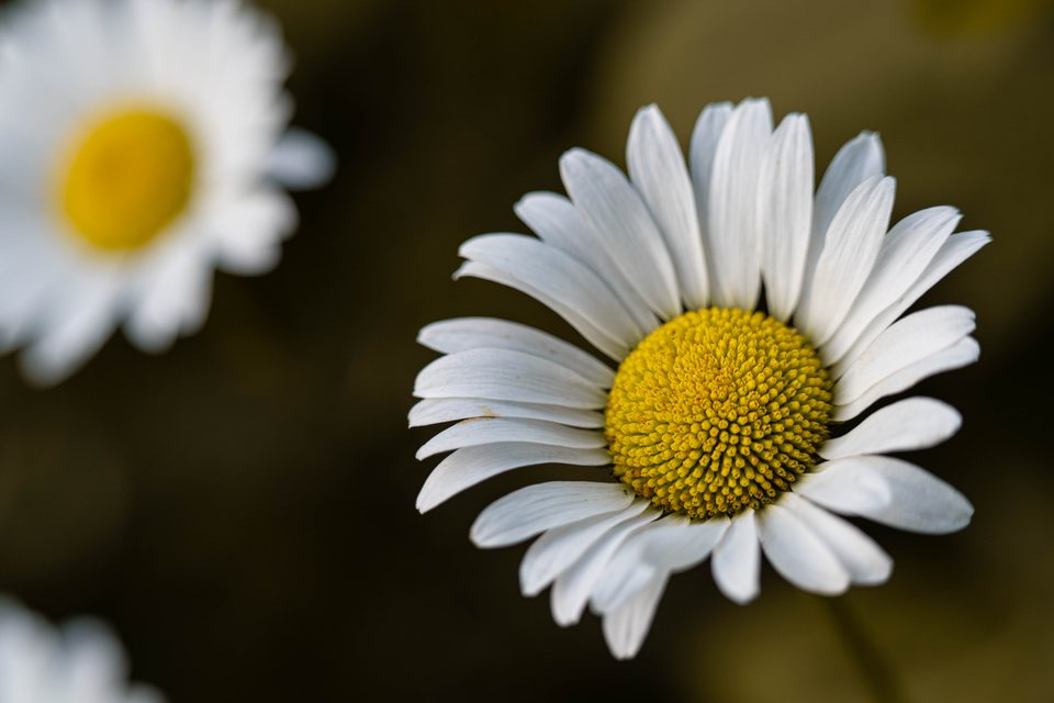 Oxeye, a still life photograph by Luka Miljanov