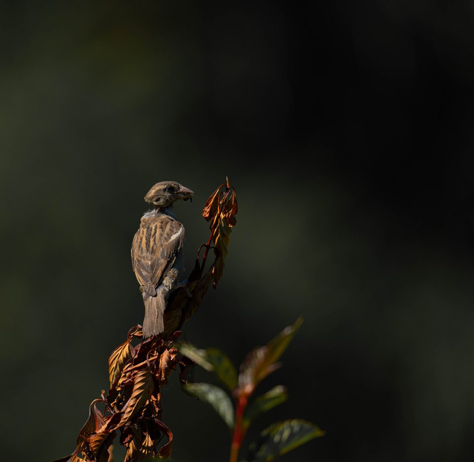 Sparrow, Dark, a wildlife photograph by Luka Miljanov