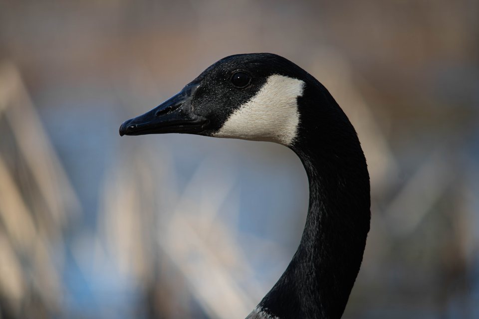 Inquisitive, a wildlife photograph by Luka Miljanov