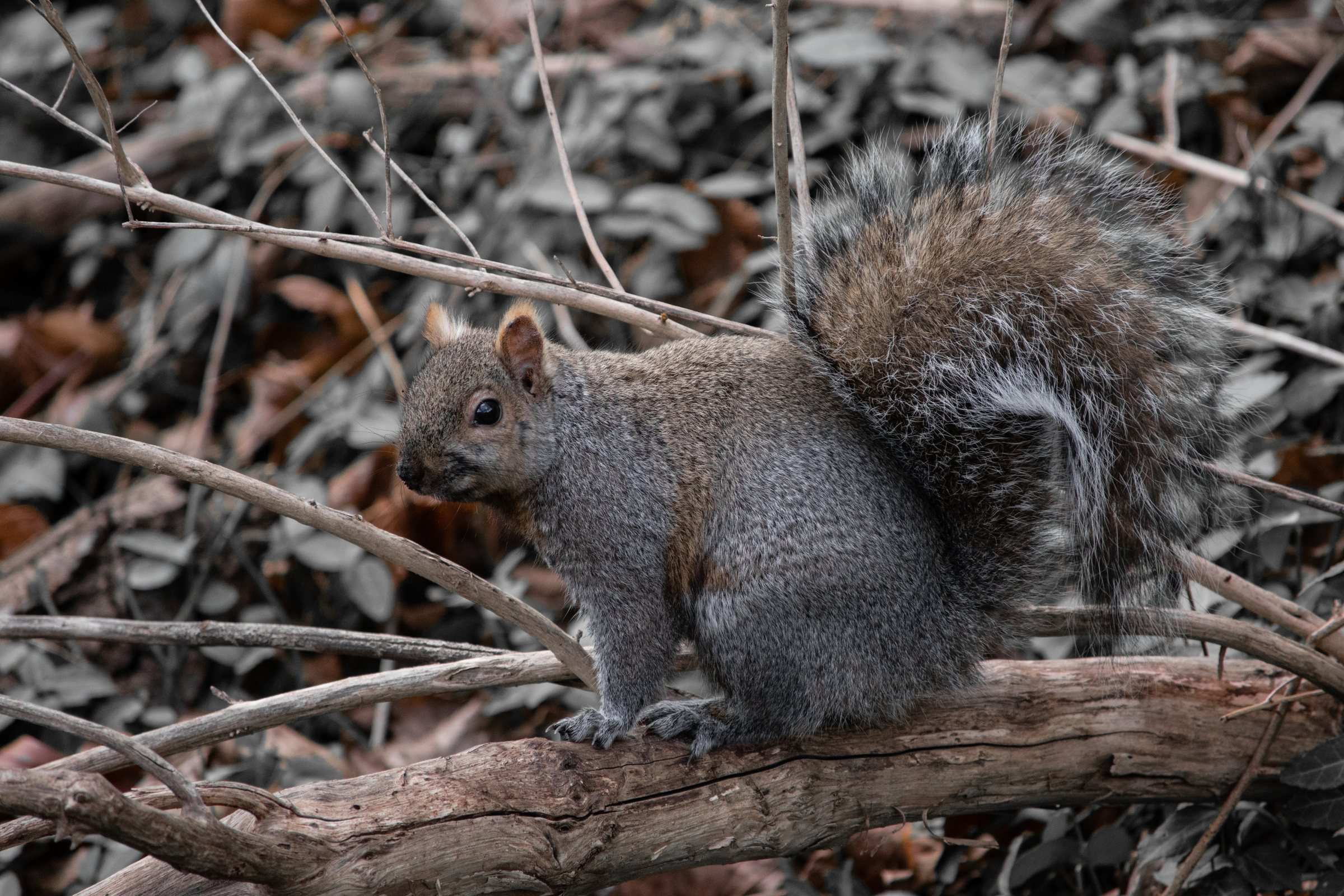 Grey Squirrel