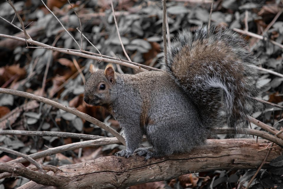 Grey Squirrel, a wildlife photograph by Luka Miljanov
