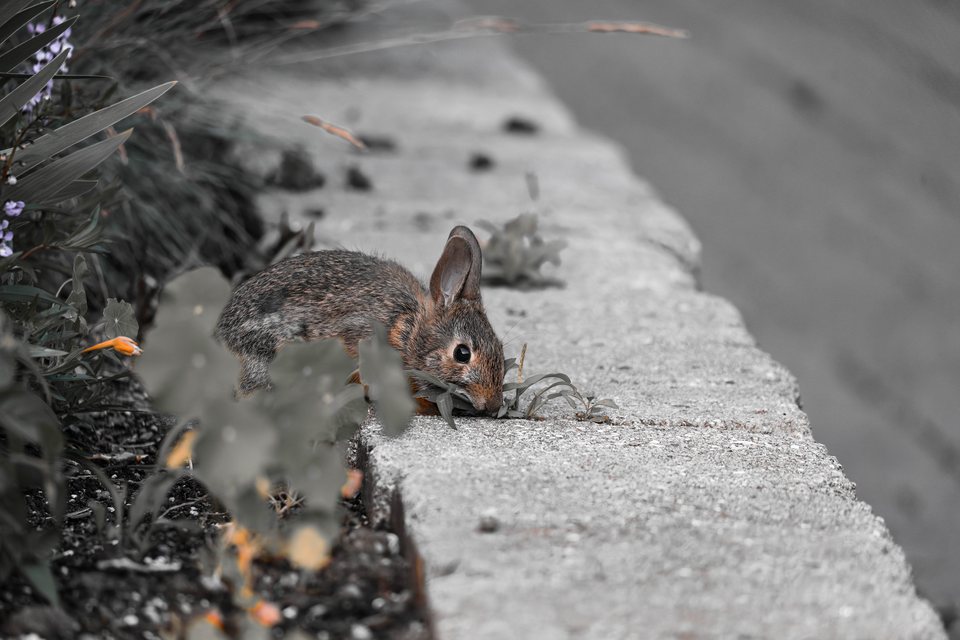 Rabbit on the Planter, a wildlife photograph by Luka Miljanov