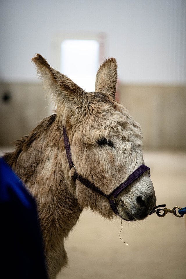Donkey, a wildlife photograph by Luka Miljanov